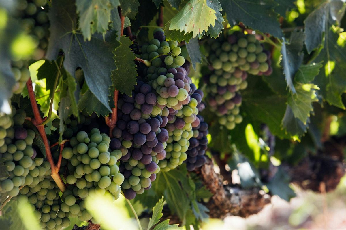 Uncorked: A San Diego Wine Guide Celebration