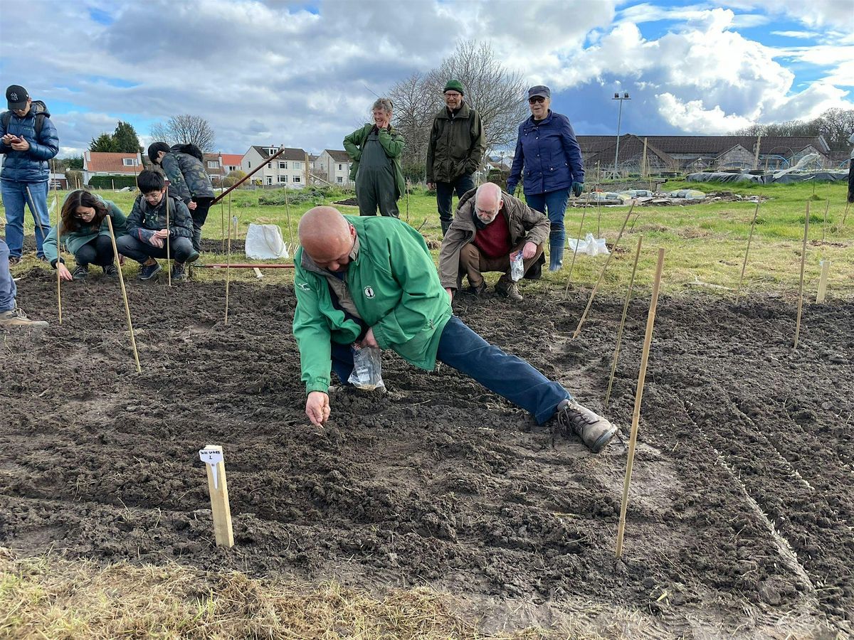 Sow A History of Wheat Plot