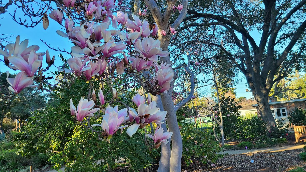 February Tour of Elizabeth Gamble Garden: Maples & Magnolias