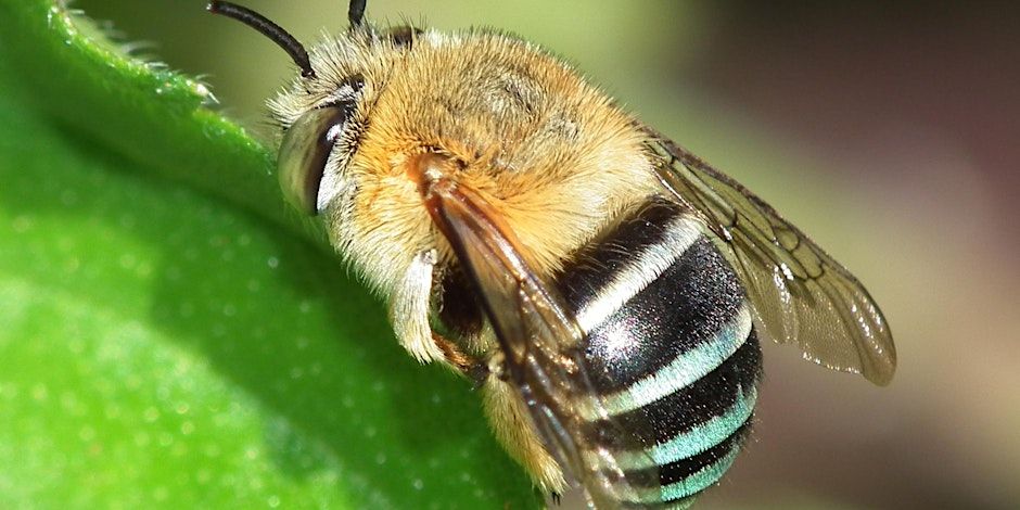 Native bee pollination and hive observation