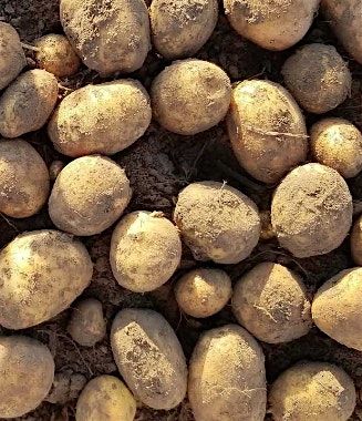 Area Potato Meeting