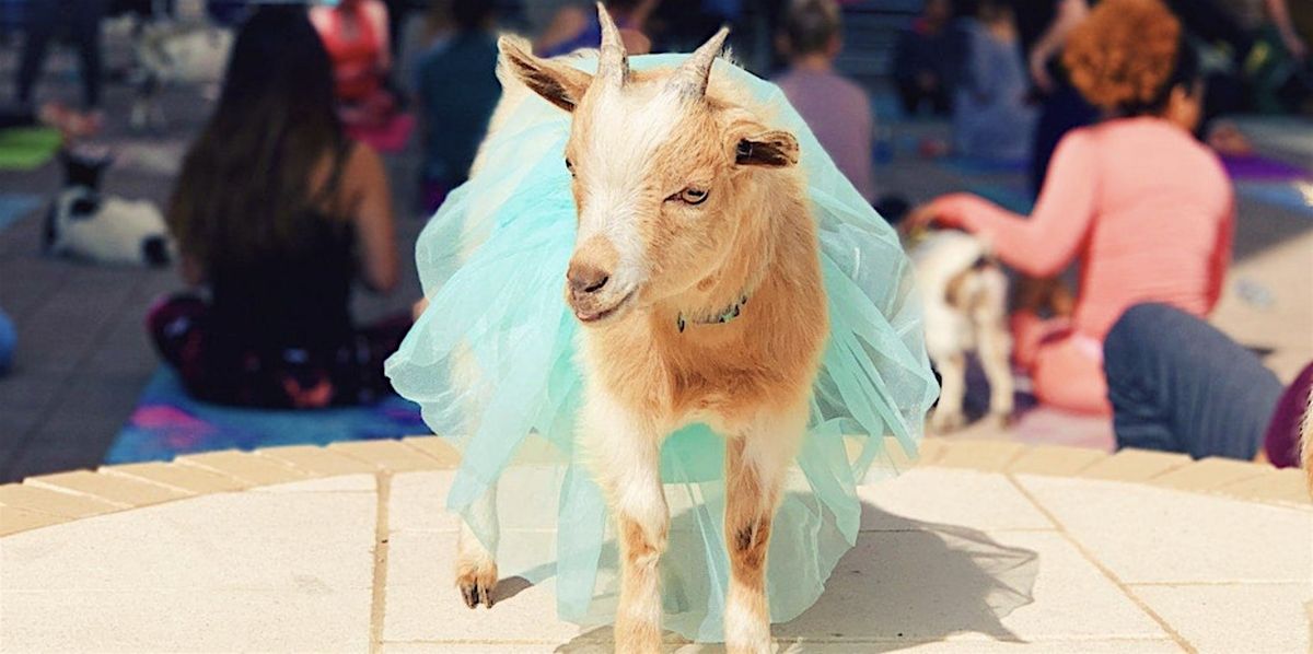 Goat Yoga Dallas @ Harwood Park!