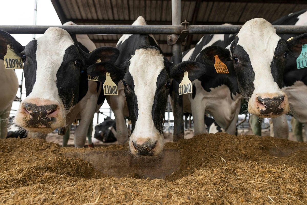Florida Dairy Production Conference - Road Show (Tifton)