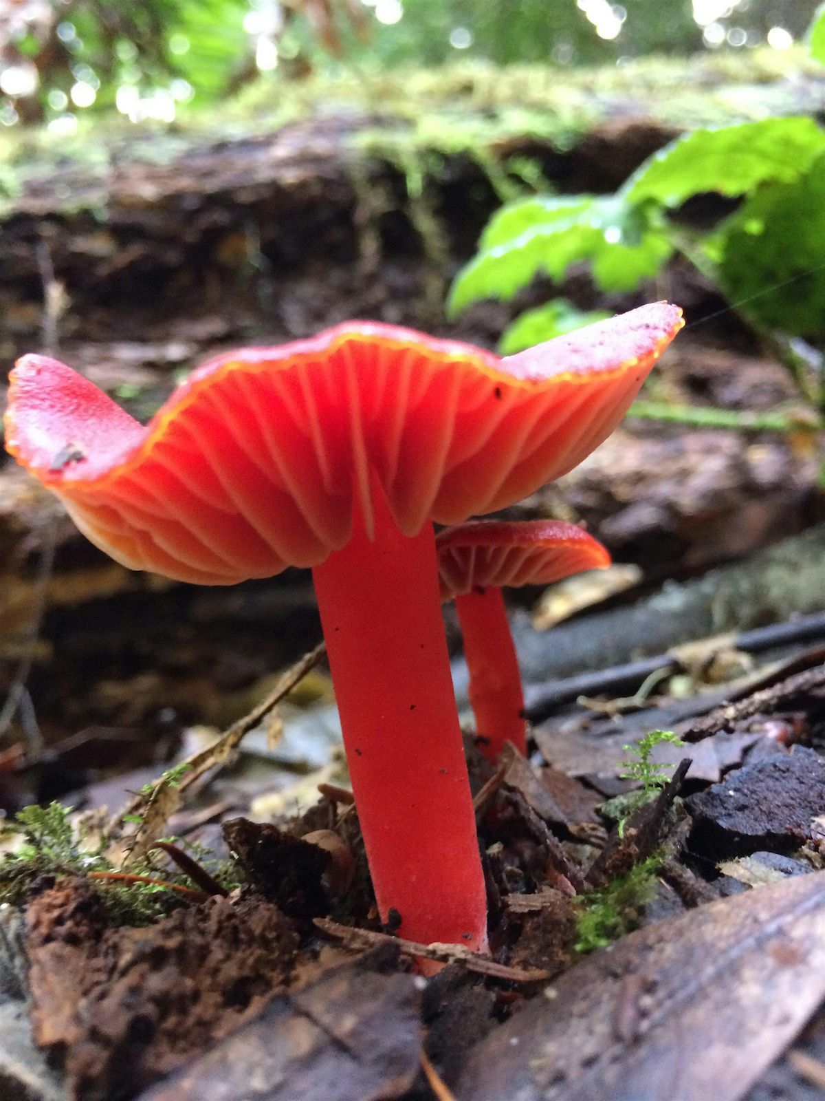 Mushroom Identification