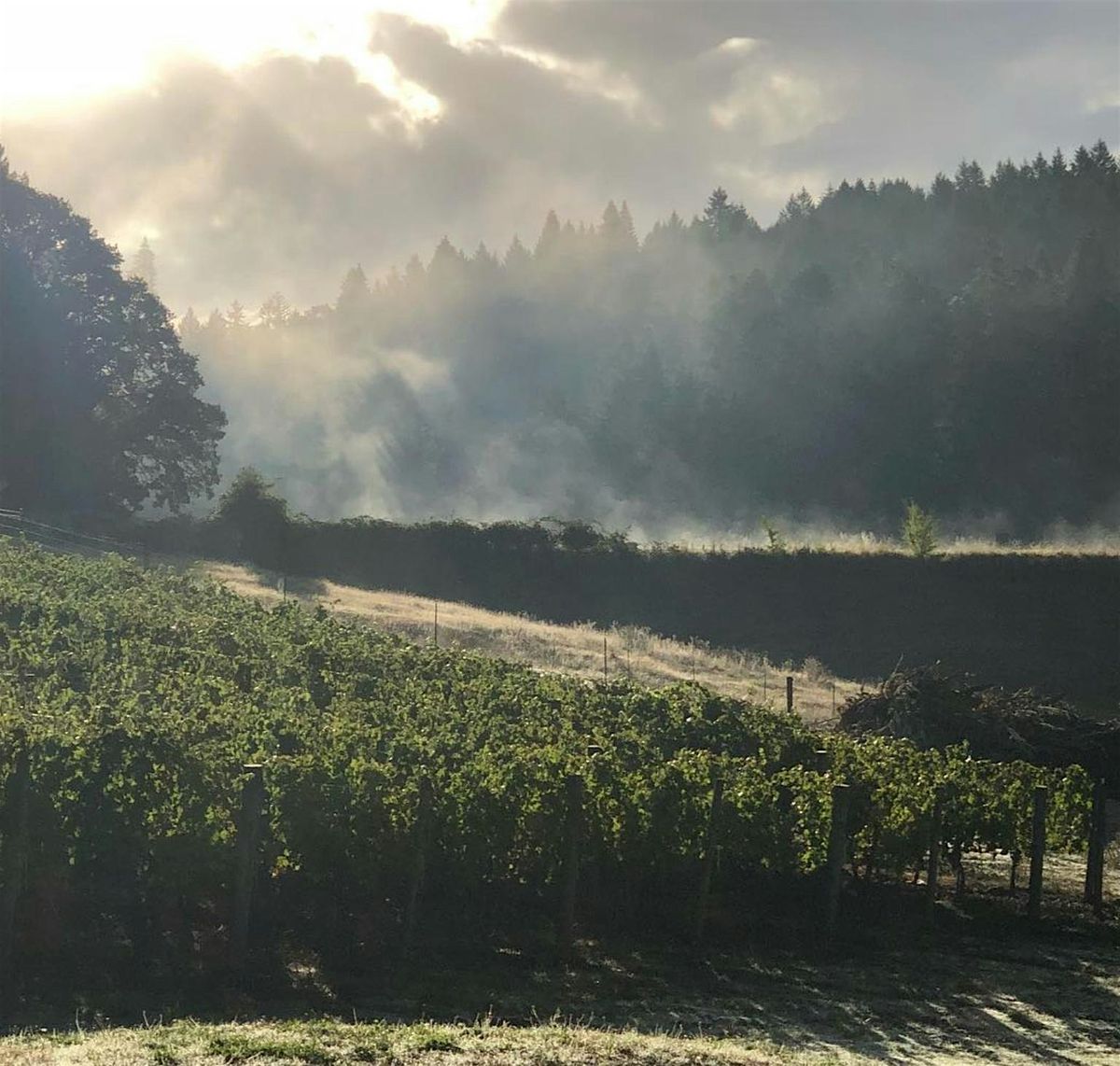 Oregon Pinot Noirs -  Free Tasting!