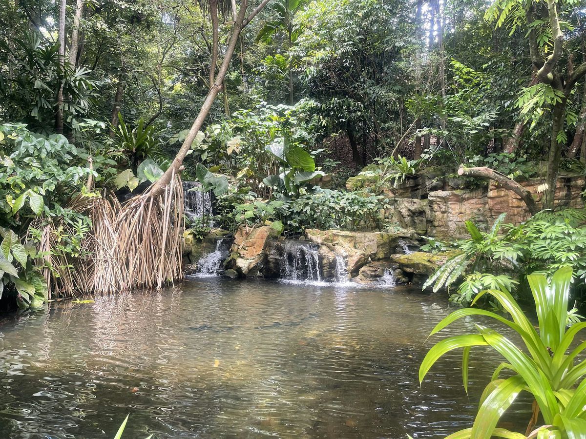 A Hidden World: Singapore's Lush Rainforest & Wetland Journey