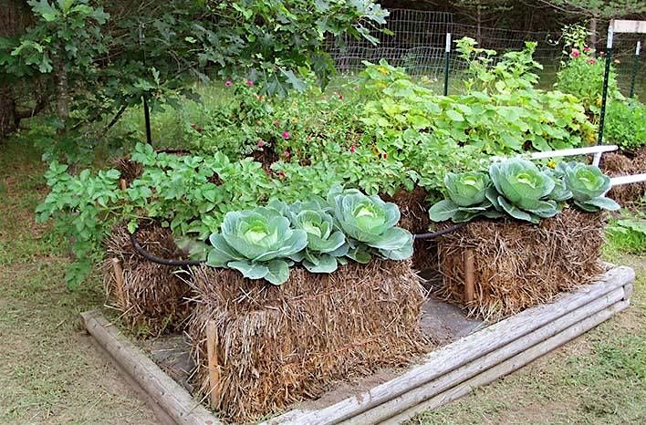 Straw Bale Gardening