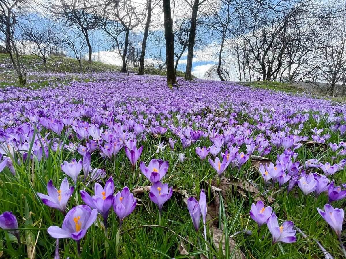 Spettacolo crocus in Val del Torre