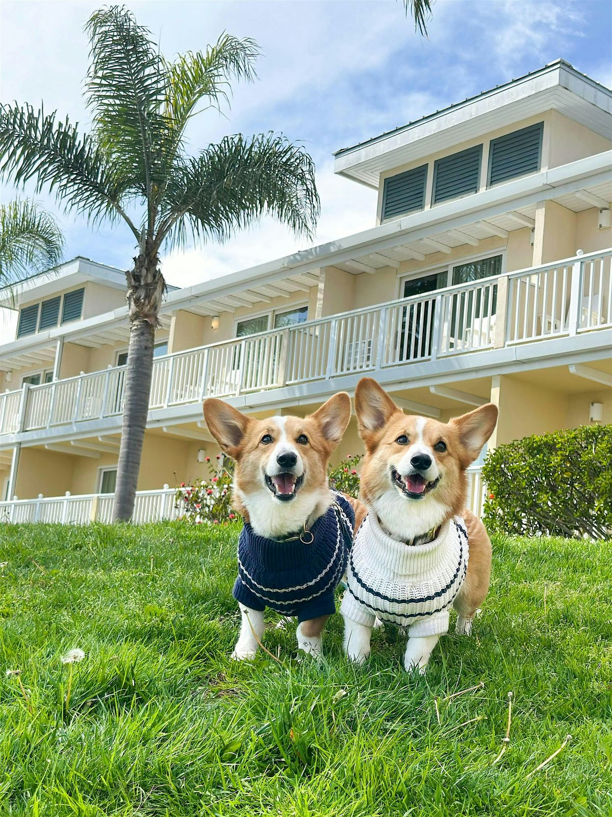 Sunday Dog Days at Beachside