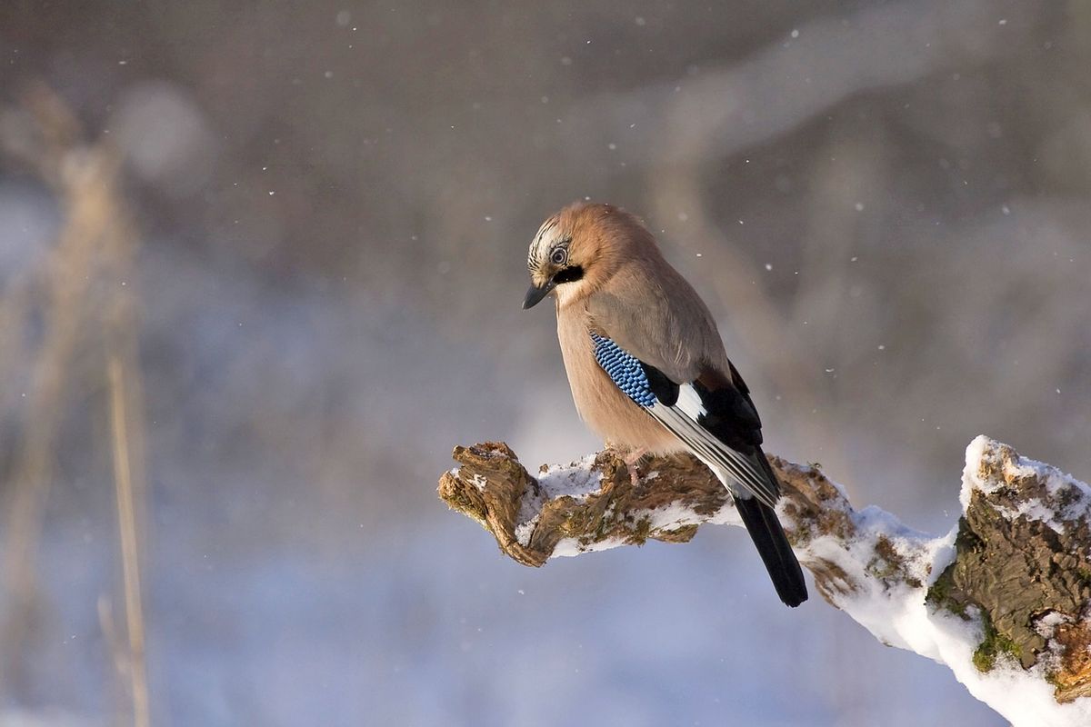 Sortie sur les oiseaux hivernants