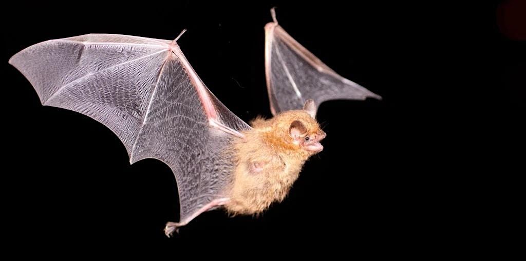 Bat Walk at the Ridgewood Reservoir