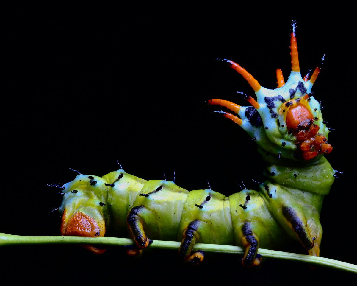 Caterpillar Crawl at the Brewery by Matthew Nochisaki