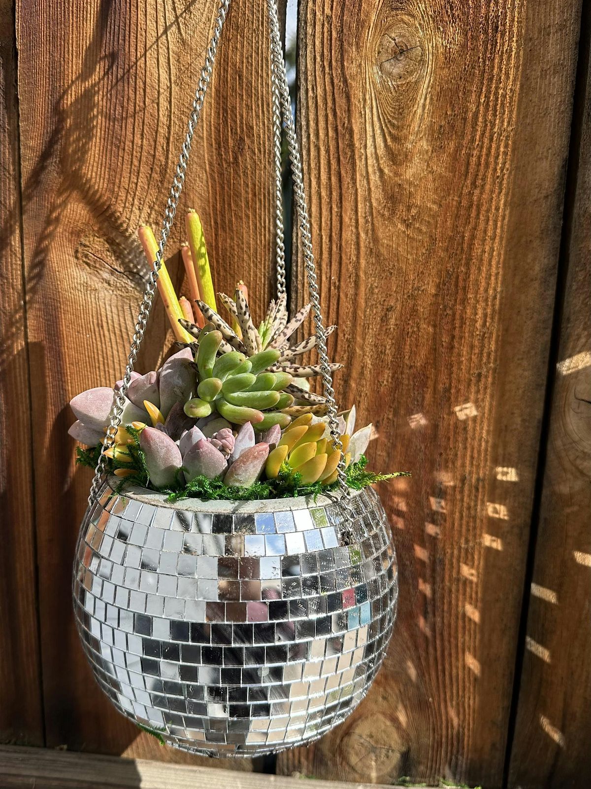 Disco Ball Succulent Workshop