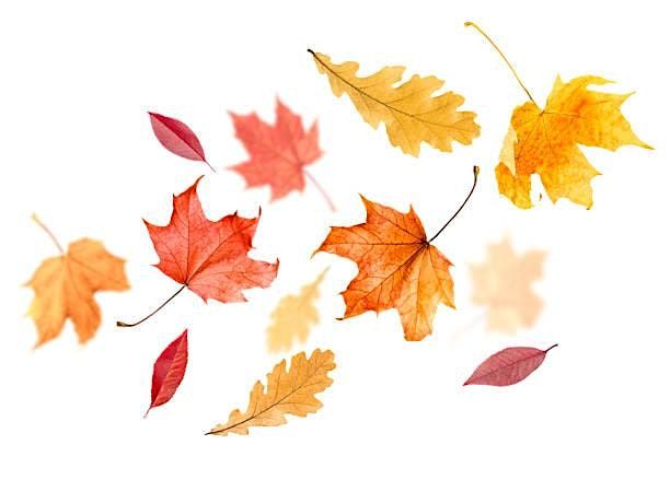 Tree Time: Fall Leaves I