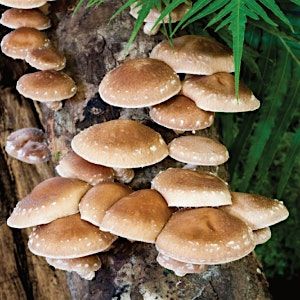 Mushroom Log Plugging Workshop on the Farm