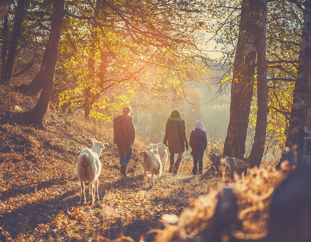 Autumn Hike with Goats