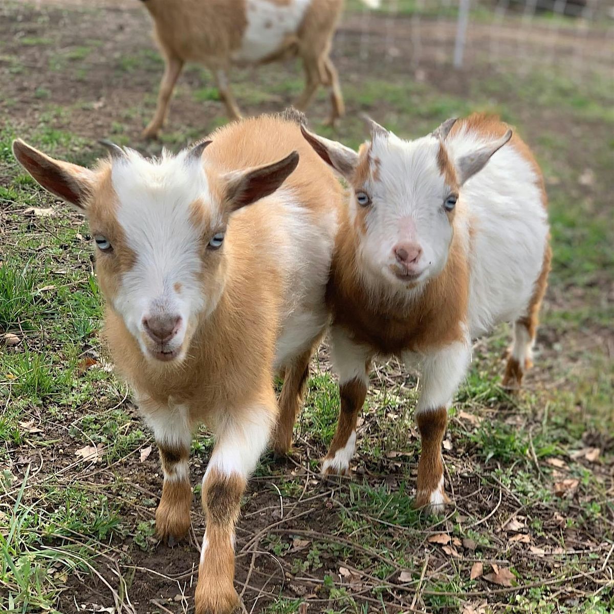 April Goat Social Hour