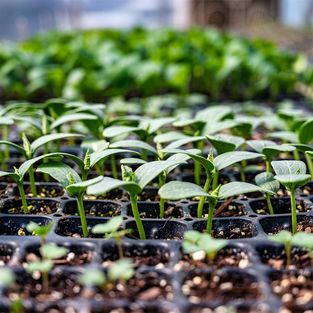 Propagation from Seed & Greenhouse Basics