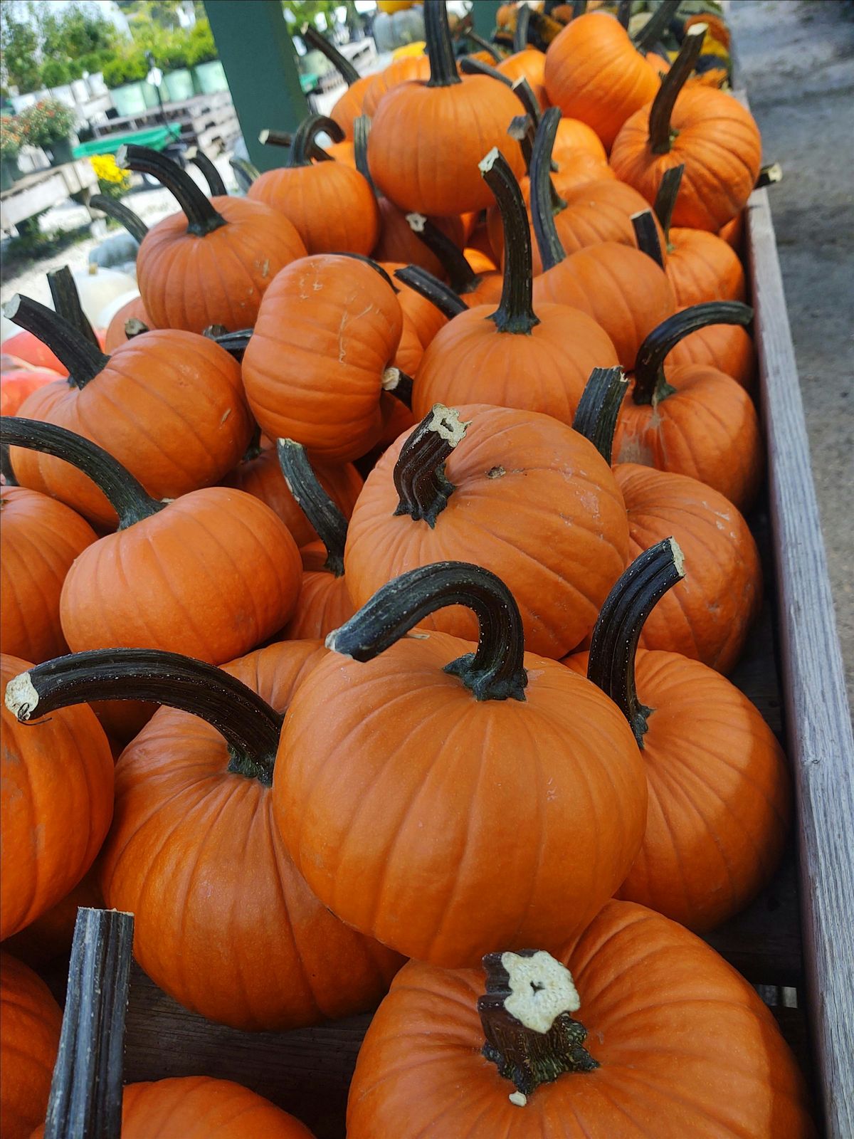 Kids Pumpkin Painting