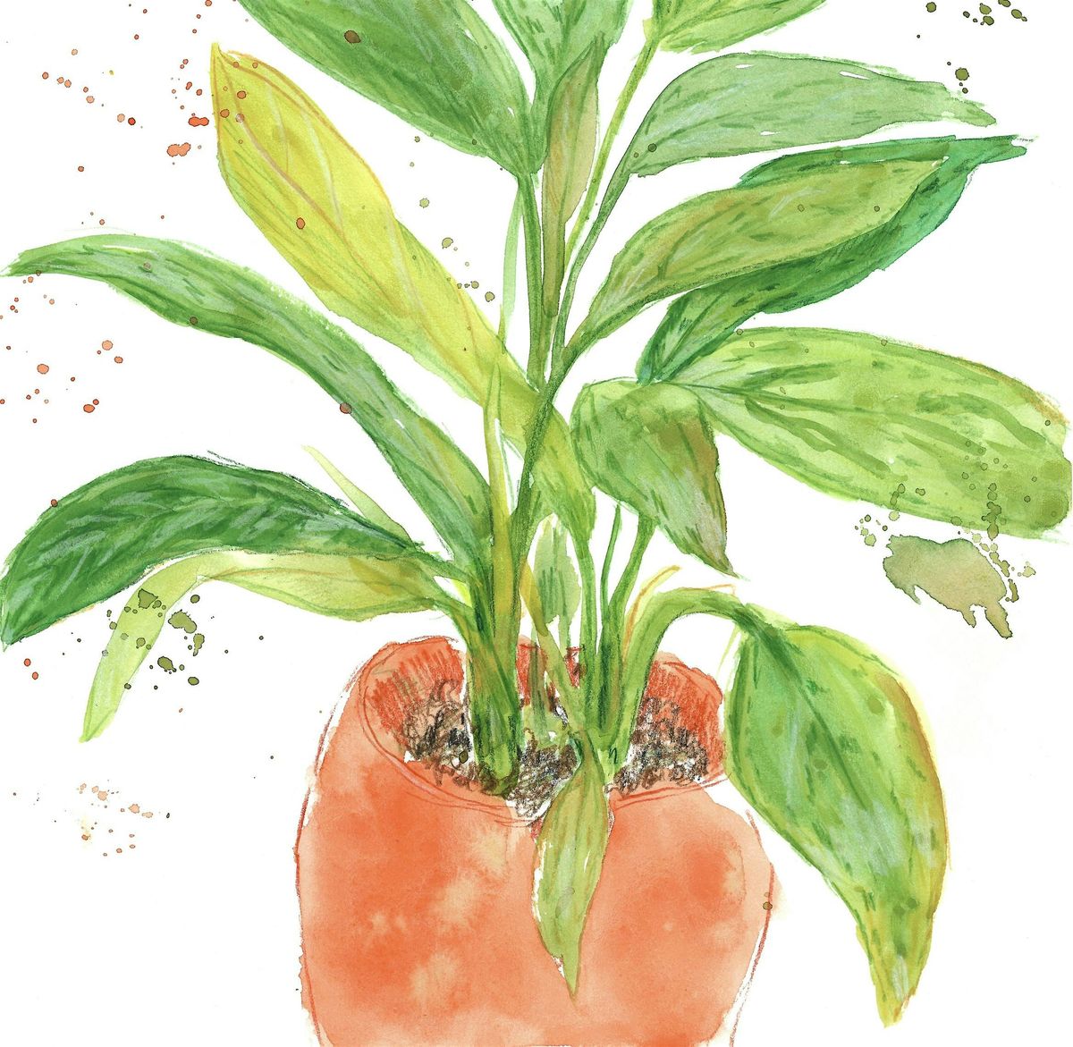 Capturing Plant Life in Watercolour