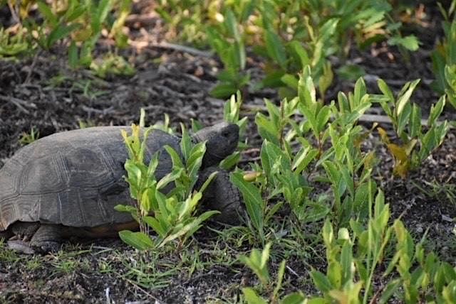 Digging Deeper: Uncovering the Gopher Tortoise