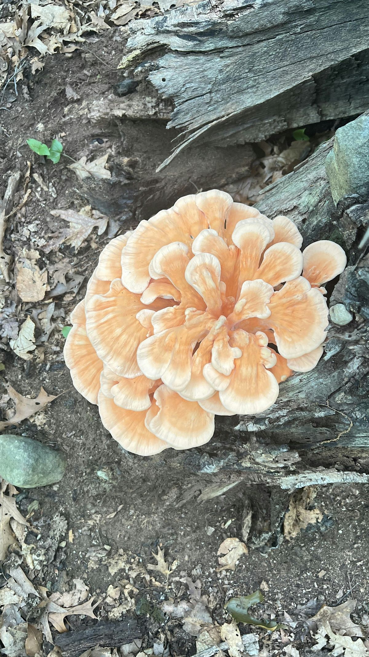 Mushroom Medicine Demystified with Alex Klein