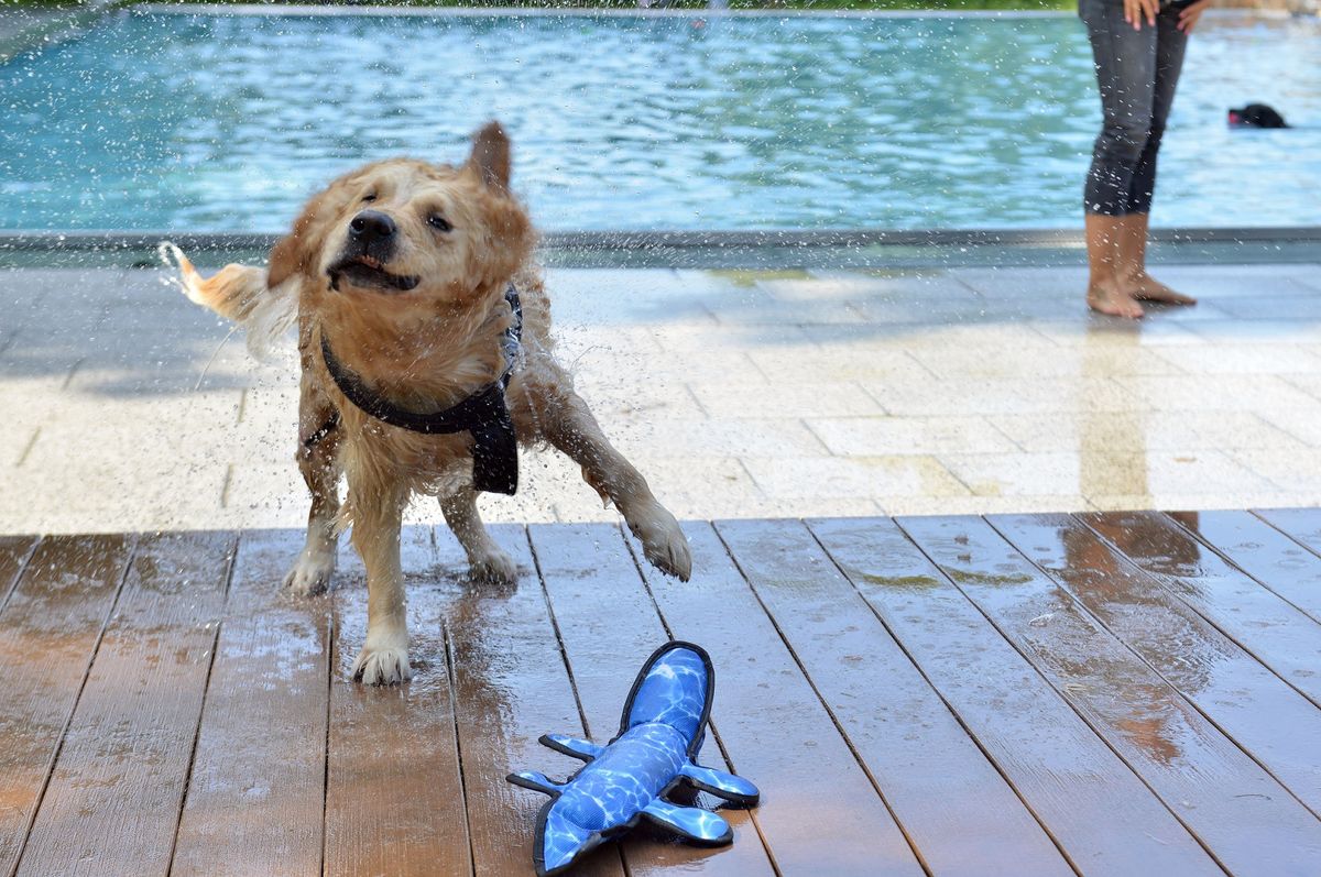 Hundebadetag im Dantebad