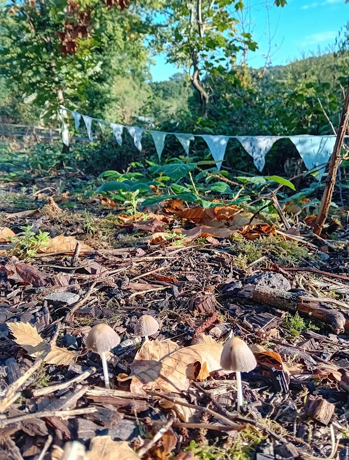 Saturday Morning Forest School- Forest Families