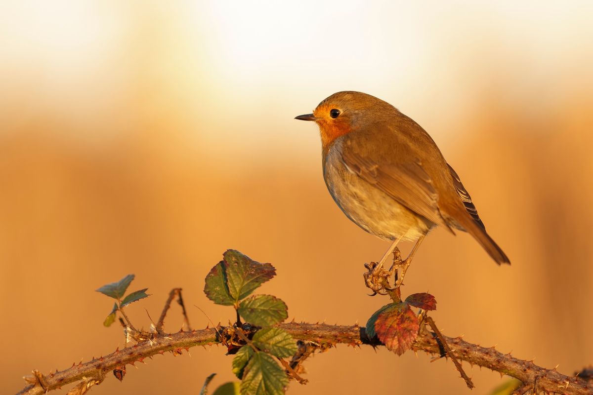 Introduction to Wildlife Photography with Victoria Hillman at RSPB Ham Wall