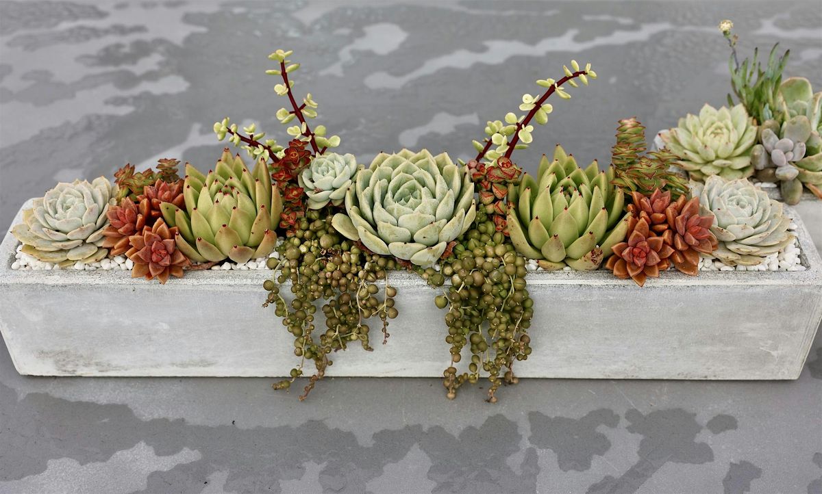 Living Succulent Centrepieces