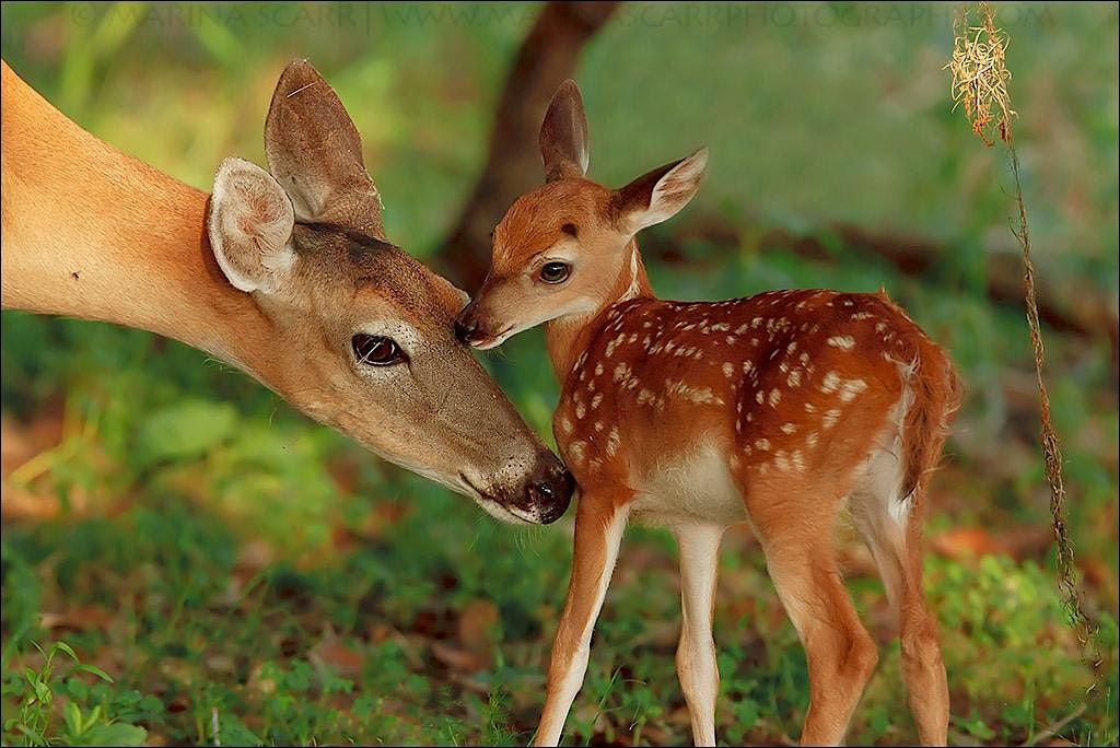 Nature's Nurturers:  A Celebration of Mothers