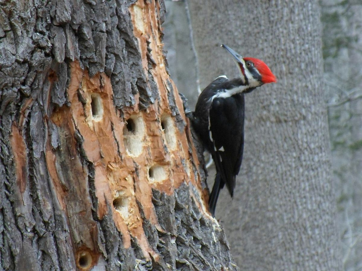 NJ Audubon: Youth Birding Hike