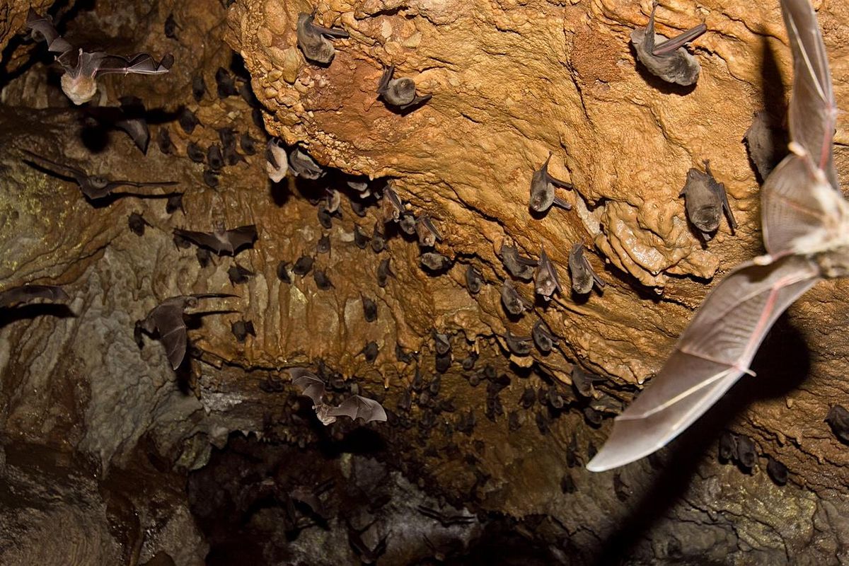 Discover the Importance and Diversity of Bats - the Only Flying Mammals!