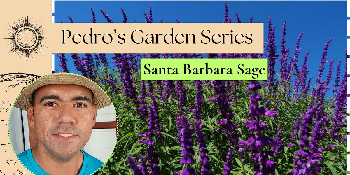 Garden with Pedro: Santa Barbara Sage