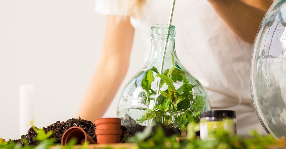 Terrarium Workshop