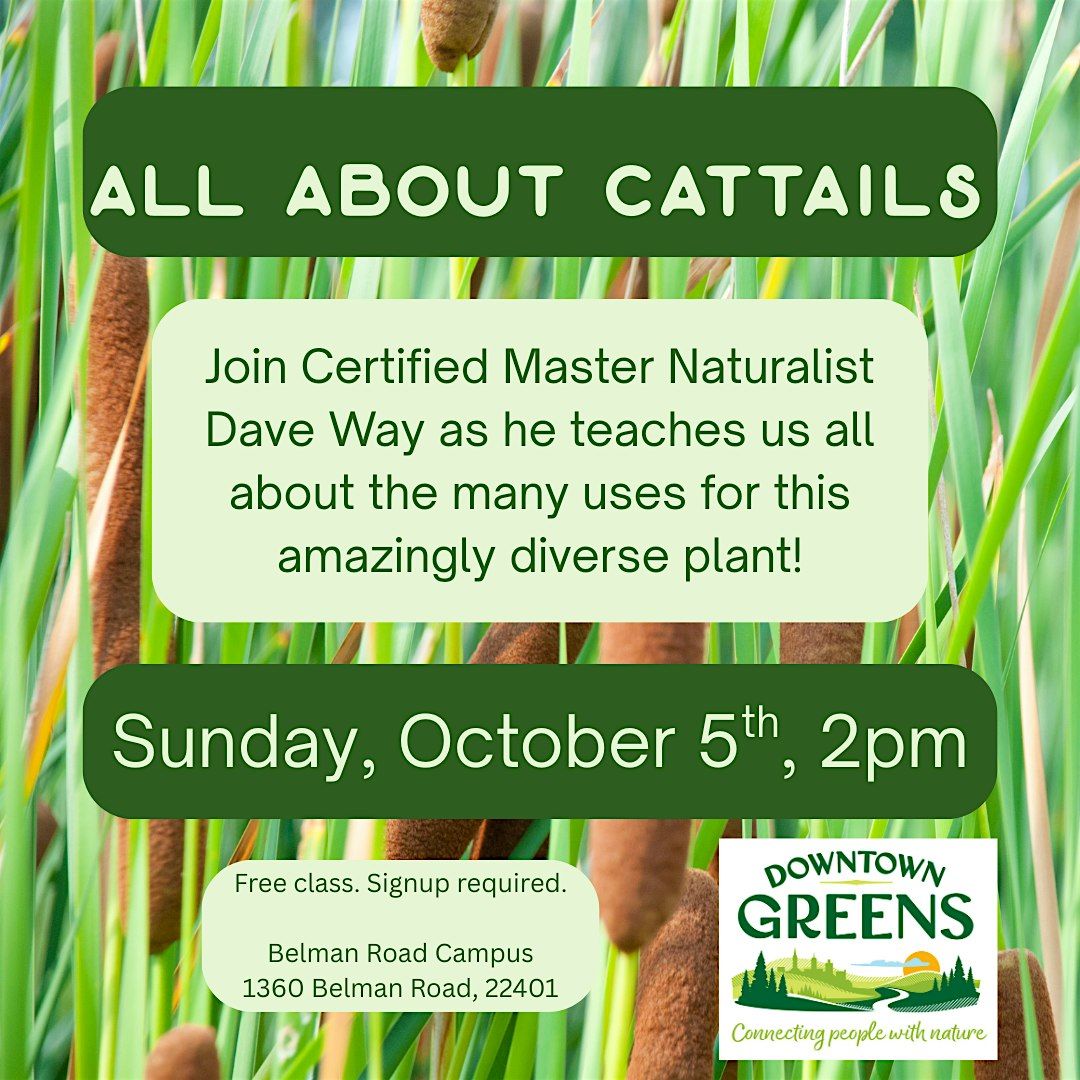 All About Catttails