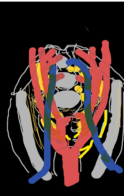 Pelvic Anatomy: Revision Course -Prosection-Based Training