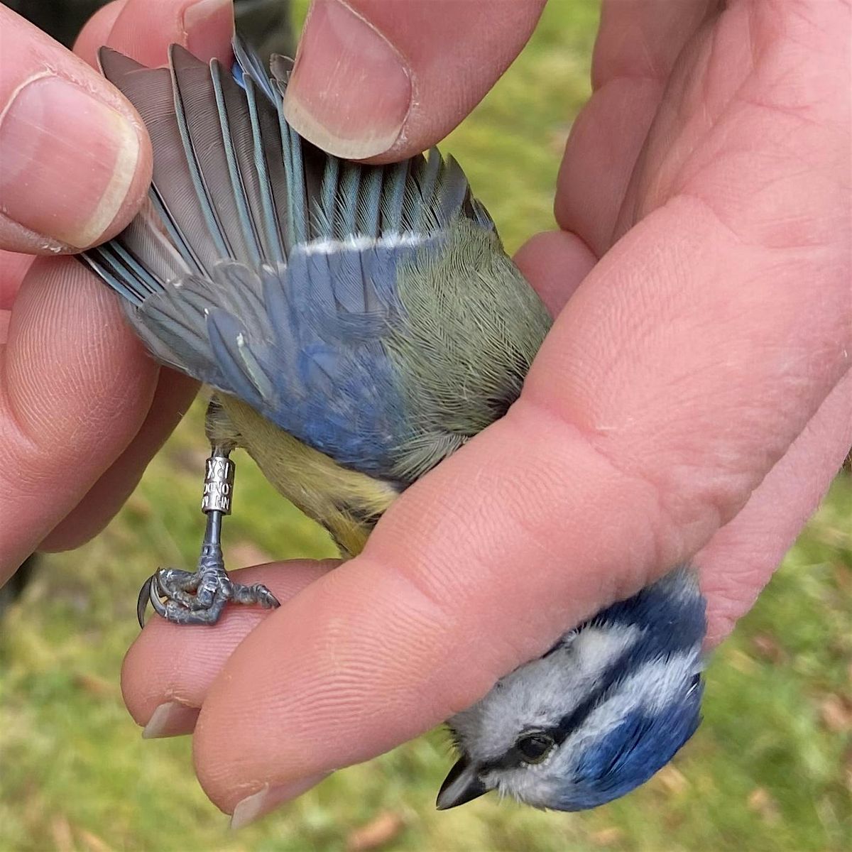 Bird Ringing - Woolley Firs, Saturday 13 December