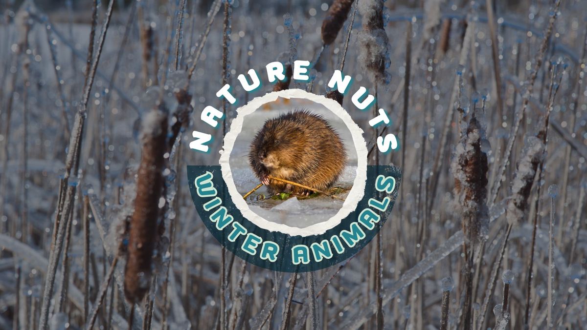 Nature Nuts: Winter Animals 