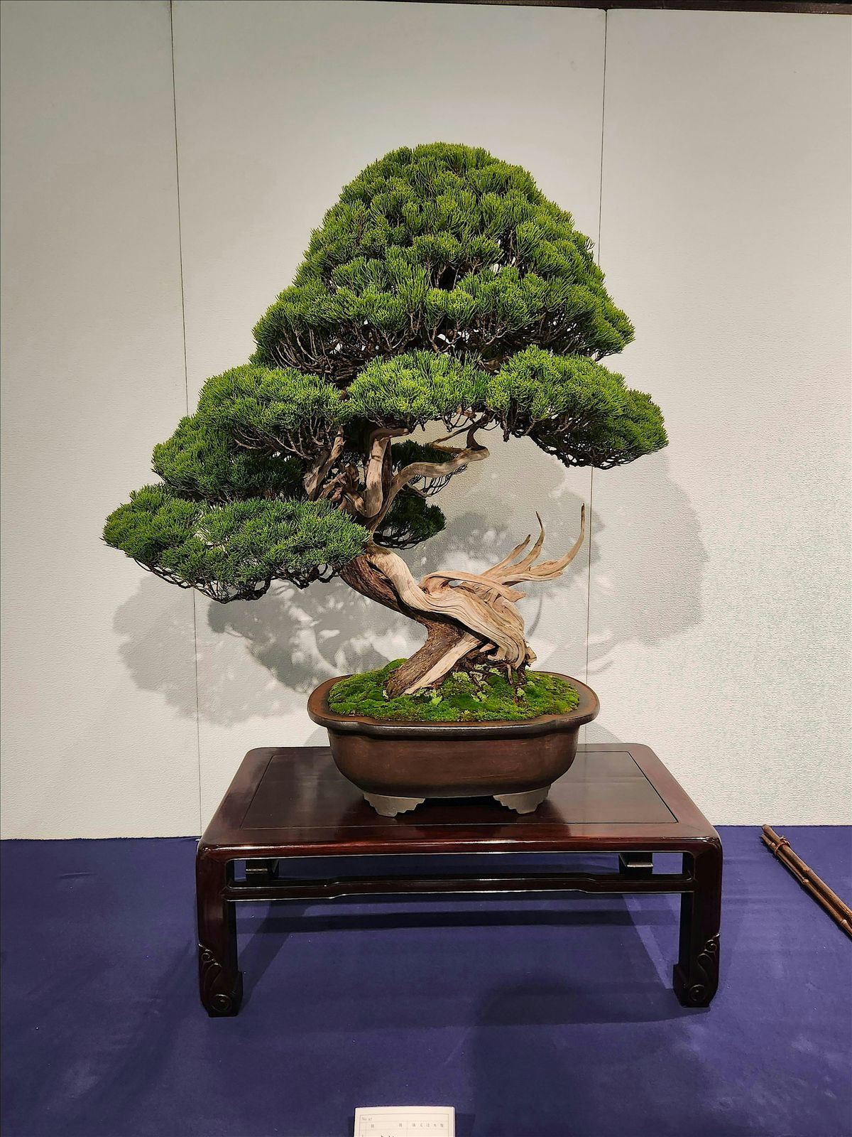 Bonsai Auction, American Bonsai Association, Sacramento's  (ABAS)
