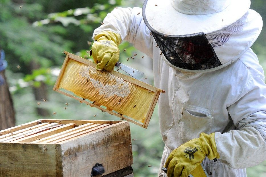 Join the Beekeeping Crew!