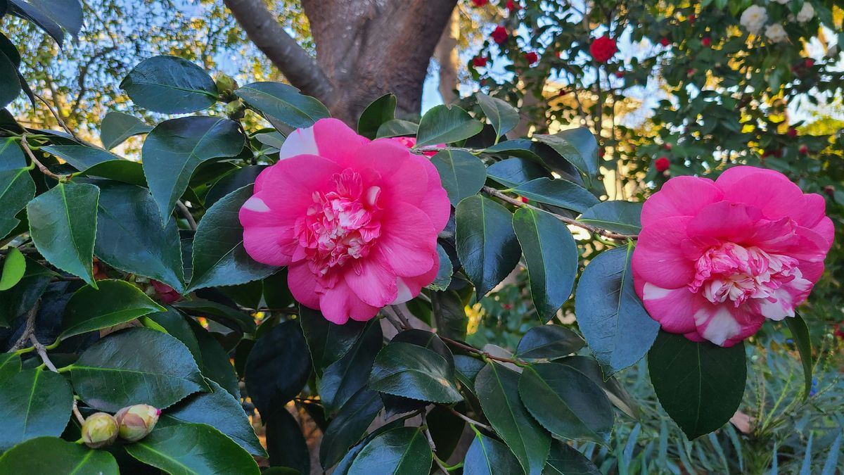 March Tour of Elizabeth Gamble Garden: Camellias