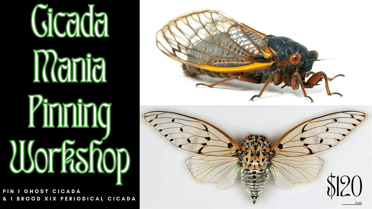 Cicada Mania! Ghost Cicada &  Brood XIX Periodical Cicada Pinning Workshop