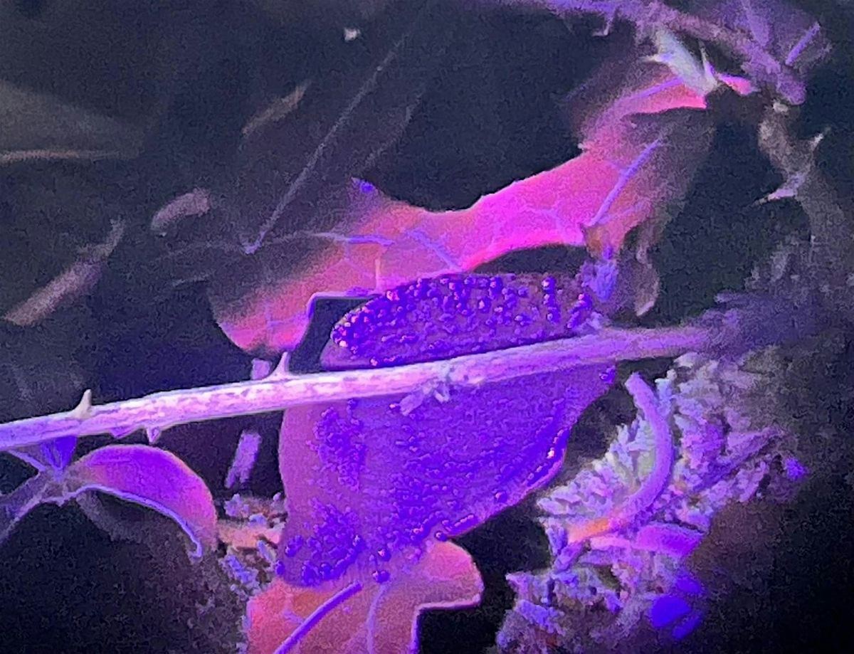 NWT Sweet Briar Marshes: Biofluorescent bugs (adult event)