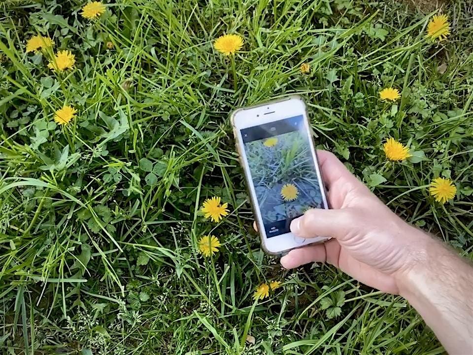 iNaturalist: An Amazing Tool for Identification in Your Pocket