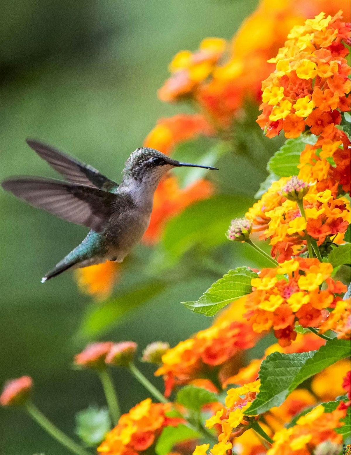 Hummingbird Gardens