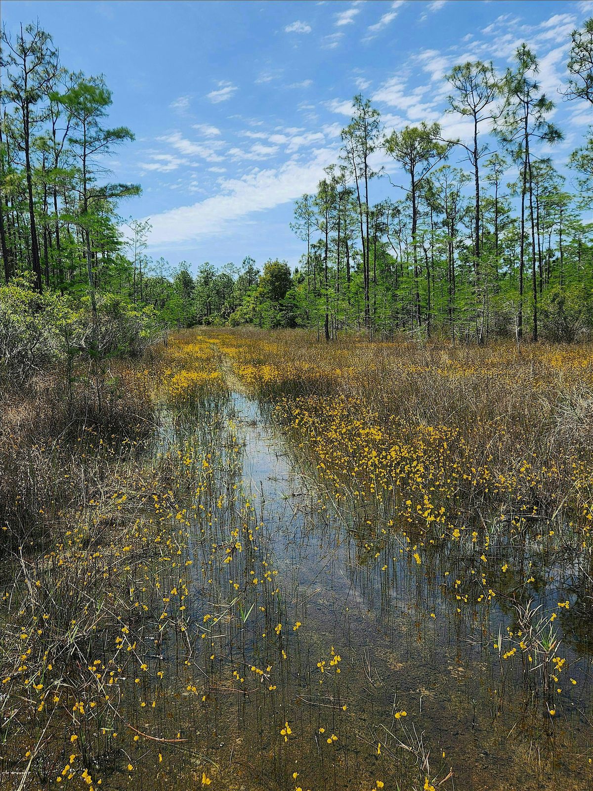 Guided Walk: CREW Flint Pen Strand Trails (Yellow South Trail)