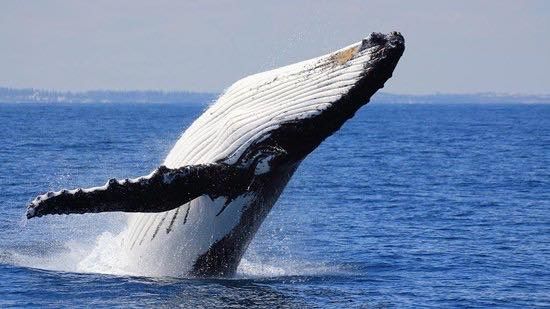  Jersey Shore Whale-Watching Cruise