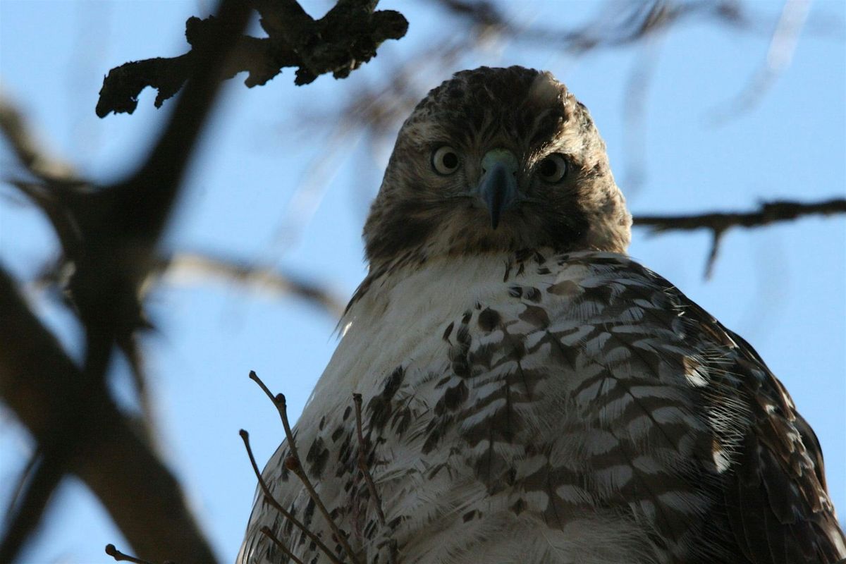 Elmwood Cemetery Bird and History Walk