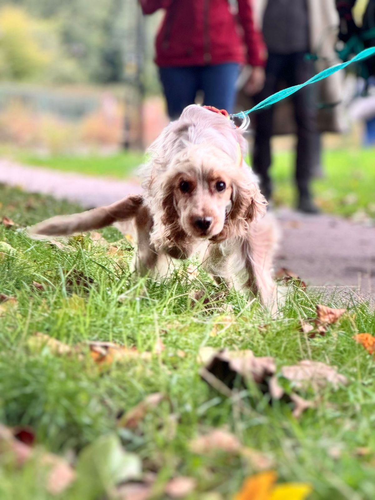 Spaniel Specific Mantrailing Day with Trailing K9\u2019s - Urban Spaniel 